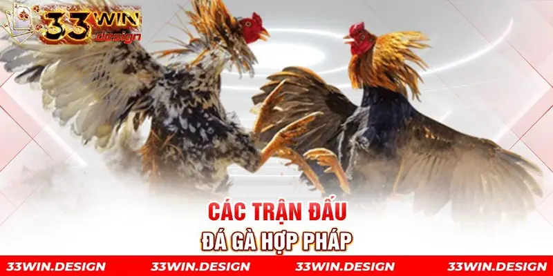 Các trận đấu đá gà hợp pháp